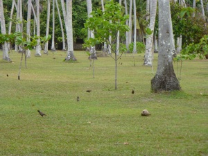 Common Mynas feeding on mown grassland, among coconut trees, on North Island's eastern plateau. This photo taken in October 2012, when mynas found much food here (Chris Feare)